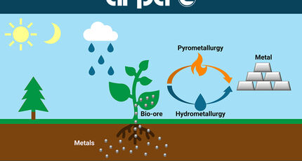 Graphic demonstrating ARPA-E’s PHYTOMINES nickel farming concept.